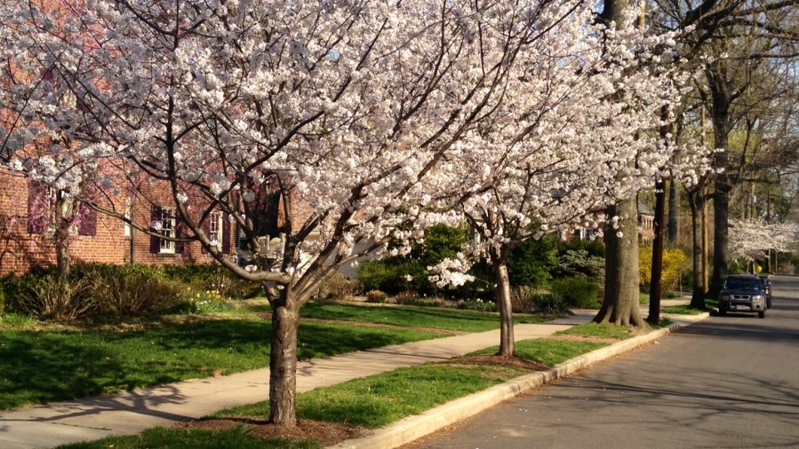 Cherry blossoms in DC