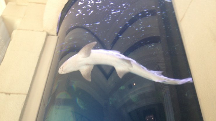 A resident of the Mandalay Bay in Las Vegas